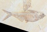 Beautiful Diplomystus Fossil Fish Cluster - Wyoming #84224-3